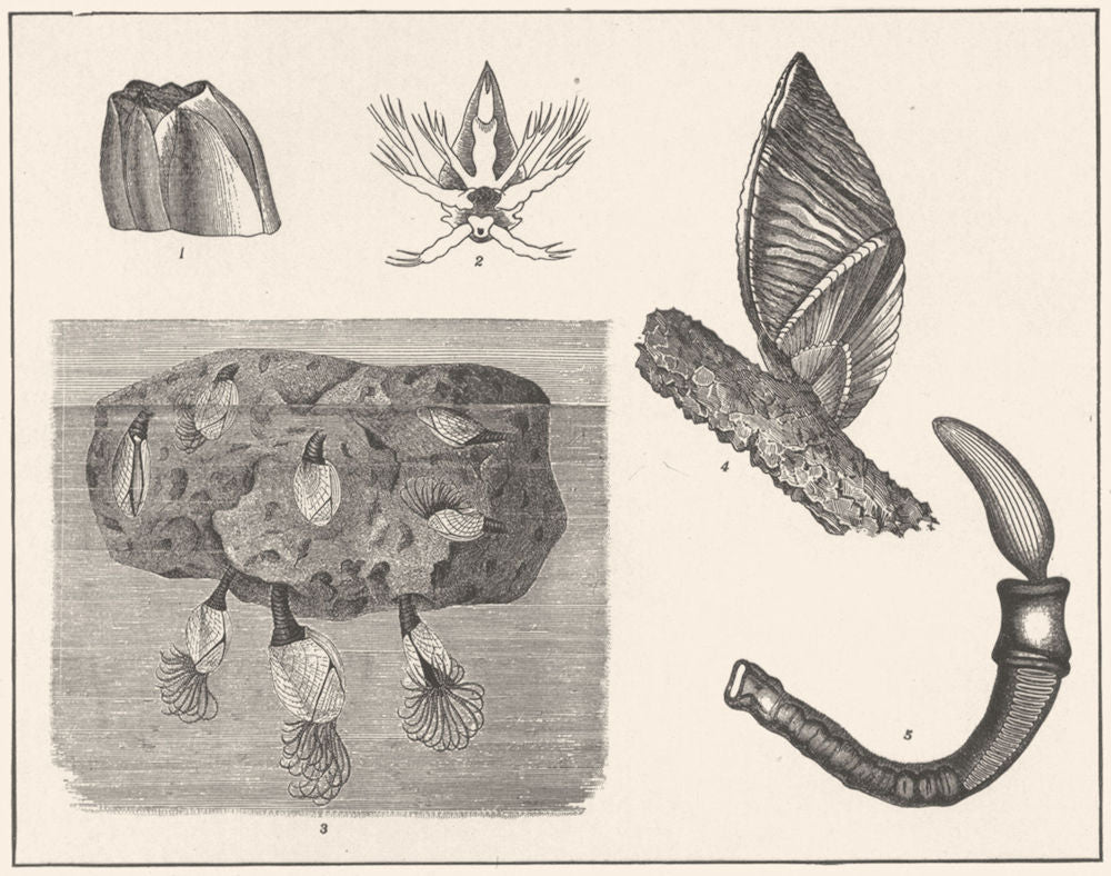 BARNACLE BALANOGLOSSUS. Lepas; Mussel; Megalasma Striatum; clavigerus 1907